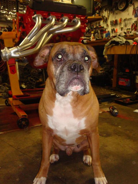 1989 Ford Bronco - A boxer dog is positioned in front of a red engine with chrome exhaust headers, likely in a workshop or garage setting.