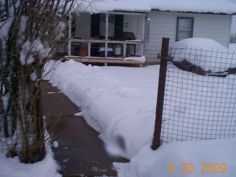 1984 Ford Mustang - A 1984 Ford Mustang is mostly obscured by snow, parked in a snowy driveway next to a house.