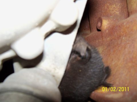 1989 Ford Bronco - A cat has made its home in the engine bay of a vehicle, captured in a close-up shot.
