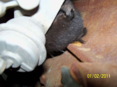 1989 Ford Bronco - A mouse has made its home in the engine compartment, captured on camera in 2011.