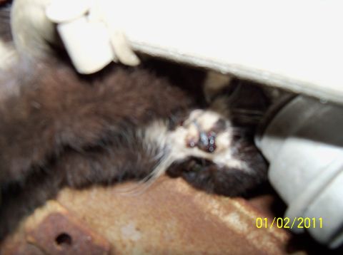 1989 Ford Bronco - A cat is within the engine compartment of a vehicle, with a date stamp of 01/02/2011 visible.