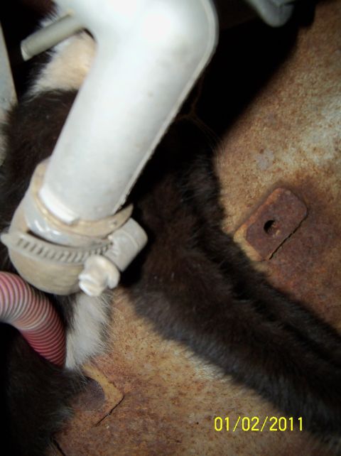 1989 Ford Bronco - A cat has made its home in the engine bay of a vehicle, partially obscured by hoses and metal components.