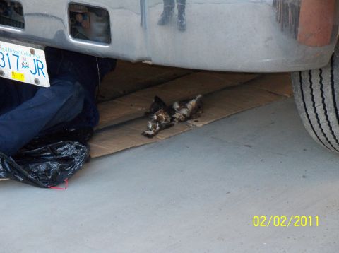 1989 Ford Bronco - A cat is seen under a vehicle, lying on cardboard near a black trash bag.