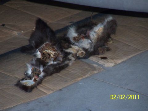 1989 Ford Bronco - A deceased feline lies on a piece of cardboard, with a Supermotors watermark visible in the lower right corner.