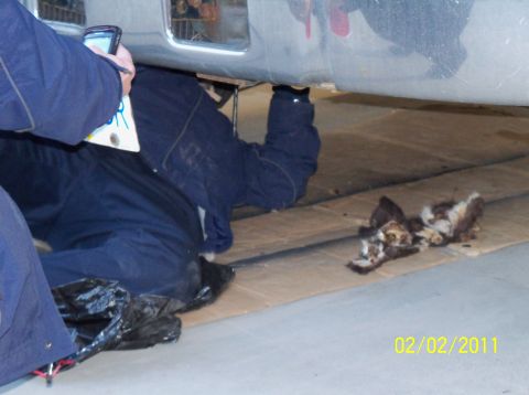 1989 Ford Bronco - Two deceased felines are visible on cardboard beneath a vehicle, as a person works on the undercarriage.