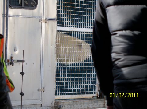 1989 Ford Bronco - A polar bear is seen through a metal grate in an enclosure. The date 01/02/2011 is visible.