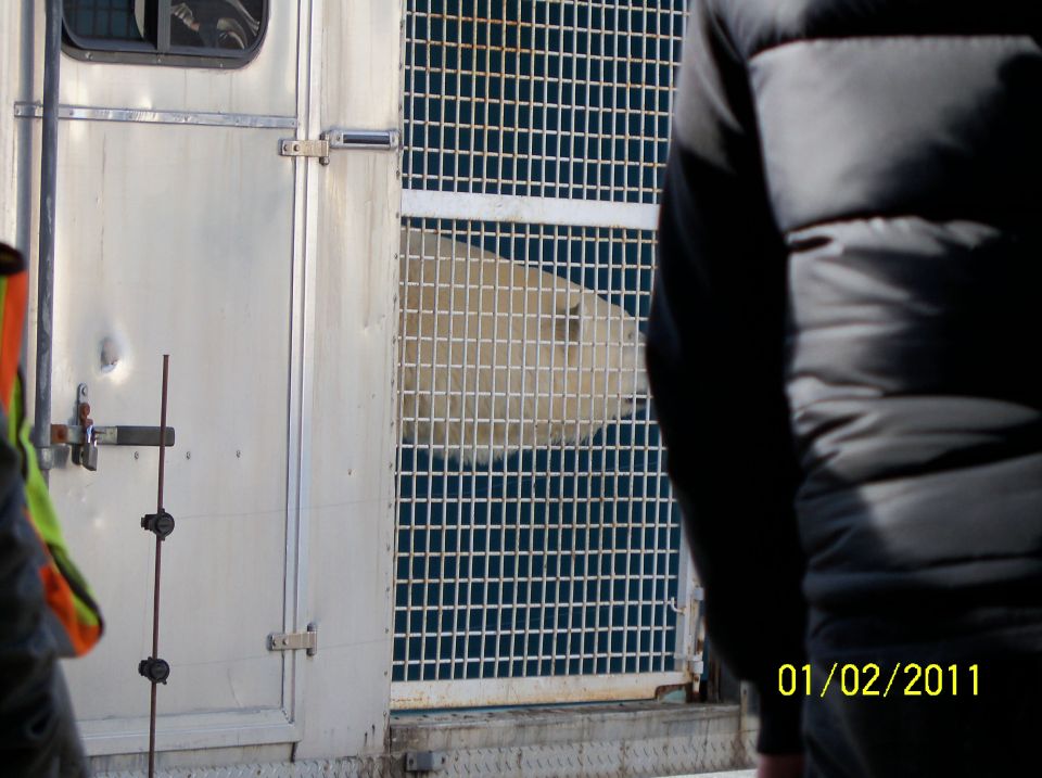 Polar bear behind a metal grate in an enclosure, with a person in a black jacket visible on the right