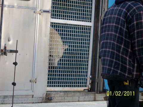 1989 Ford Bronco - A polar bear is visible through a metal grate enclosure, with a person standing to the right of the frame.