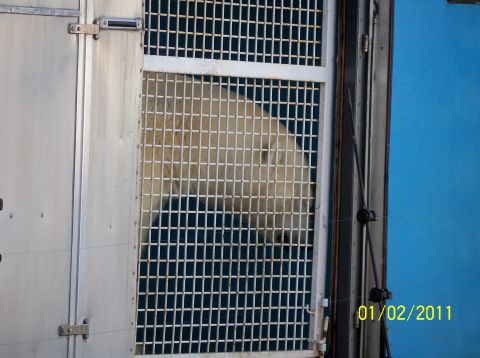 1989 Ford Bronco - A polar bear is visible through the bars of its enclosure, with a date stamp in the corner.