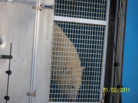 1989 Ford Bronco - A polar bear is visible through the bars of its enclosure, with a date stamp of 01/02/2011 in the corner.