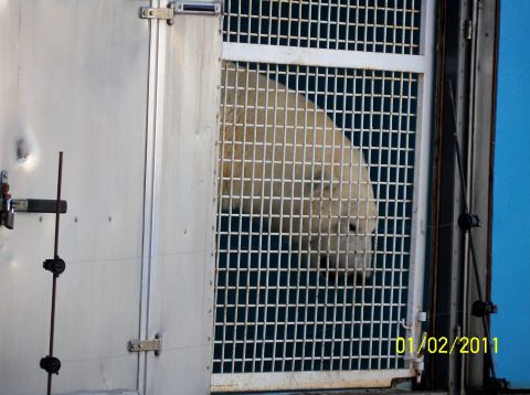 1989 Ford Bronco - Polar bear is visible through a metal grate enclosure. Date stamp is visible in the lower right.