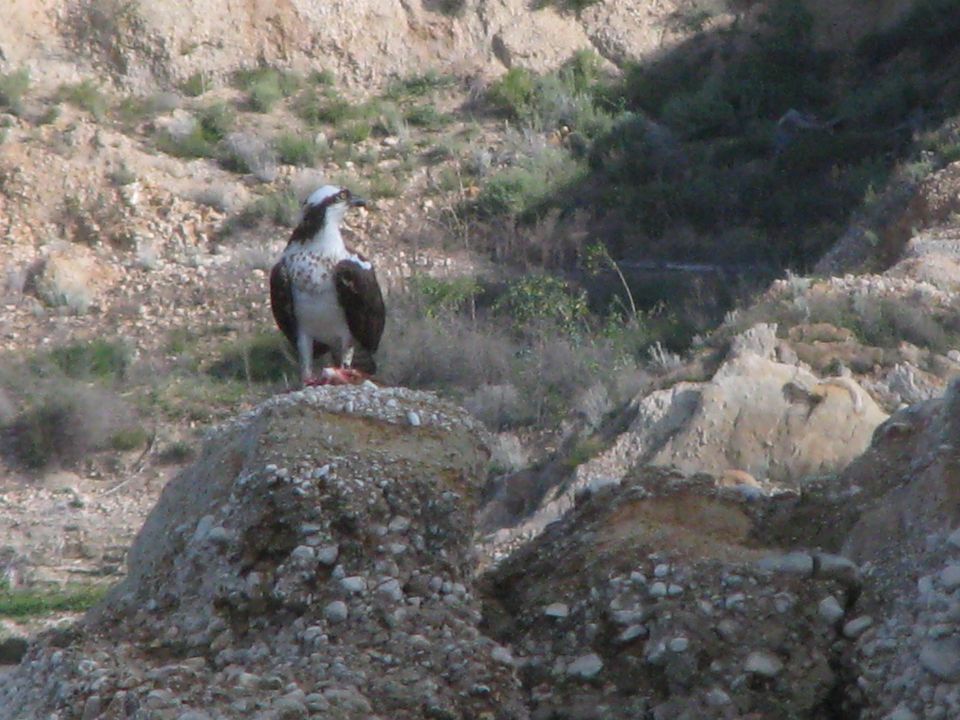 Osprey with food on a rock in a dry, hilly landscape