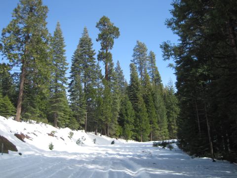 1989 Ford Bronco - Winter scene in a forest with snow-covered ground and tall evergreen trees.