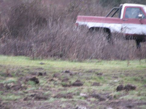1978 Ford Bronco - A two-tone red and white pickup truck with a roll bar is seen from the side, partially hidden by brush.