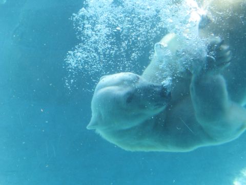 1971 Ford Ranchero - Polar bear swimming underwater, with bubbles and a Supermotors.net logo in the corner.