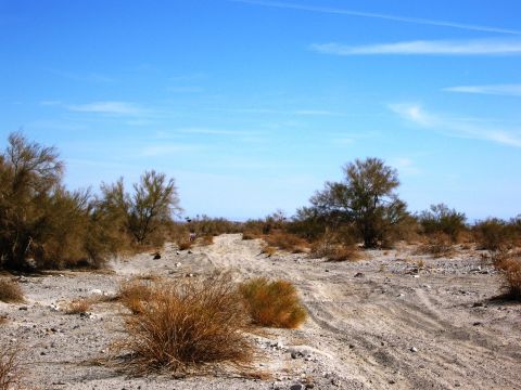 1986 Ford Bronco - Desert landscape with a dirt track and scrub brush under a clear blue sky.