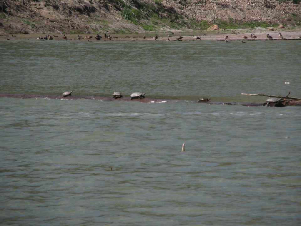 Turtles on a log in water, with birds on a muddy shore in the background