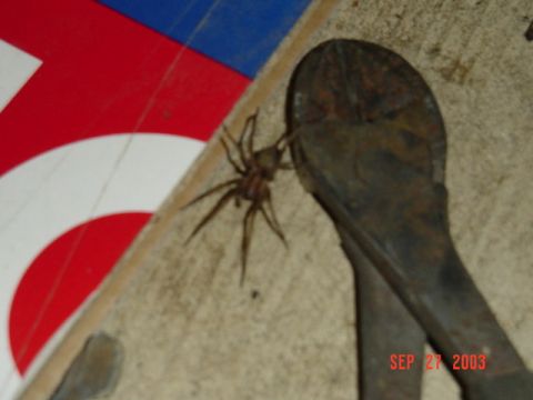1989 Ford Bronco - Big ol freaky spider kinda came to visit and die.