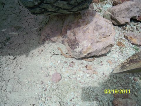 1992 Jeep Wrangler - A rattlesnake is visible on the ground near rocks and what appears to be a tire tread.