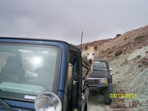 1992 Jeep Wrangler - A husky enjoys the ride in a 1992 Jeep Wrangler, followed by another Jeep on a dusty trail.