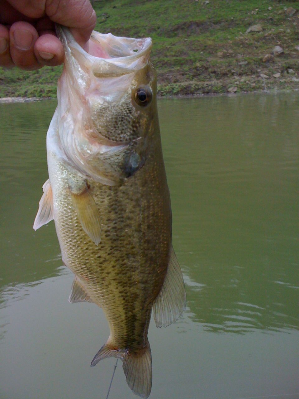 guy holding a largemouth bass