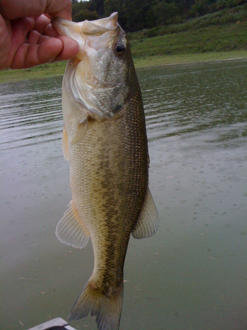 Fish held by a hand over water, with a green, tree-covered hill in the background