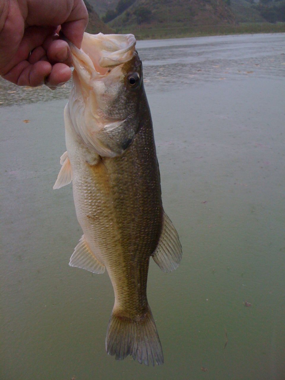 Largemouth bass held by hand against a lake background