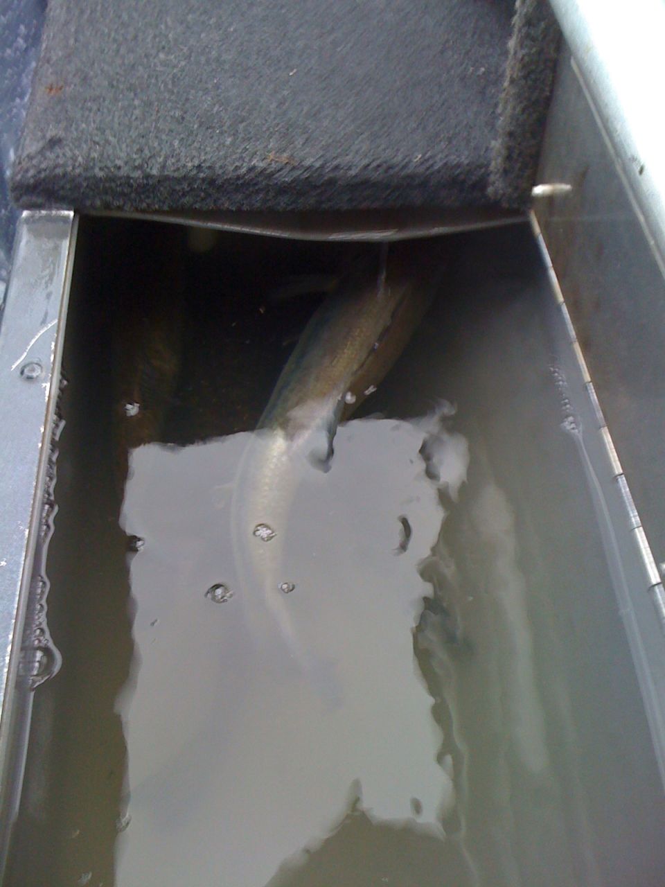 Fish in a metal container with dark water and some foam