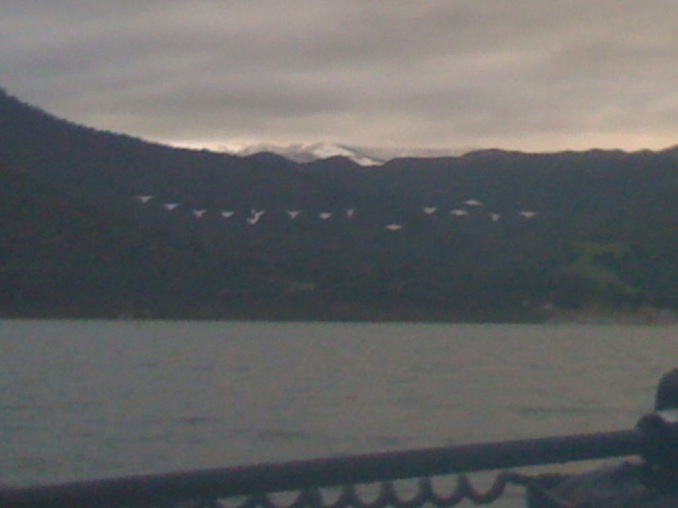 Flock of birds flying over a dark, tree-covered mountain range with snow-capped peaks in the distance