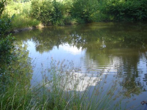 1989 Ford Bronco - A small green pond ringed by brush and tall reeds, with clouds and trees mirrored on the still water surface.