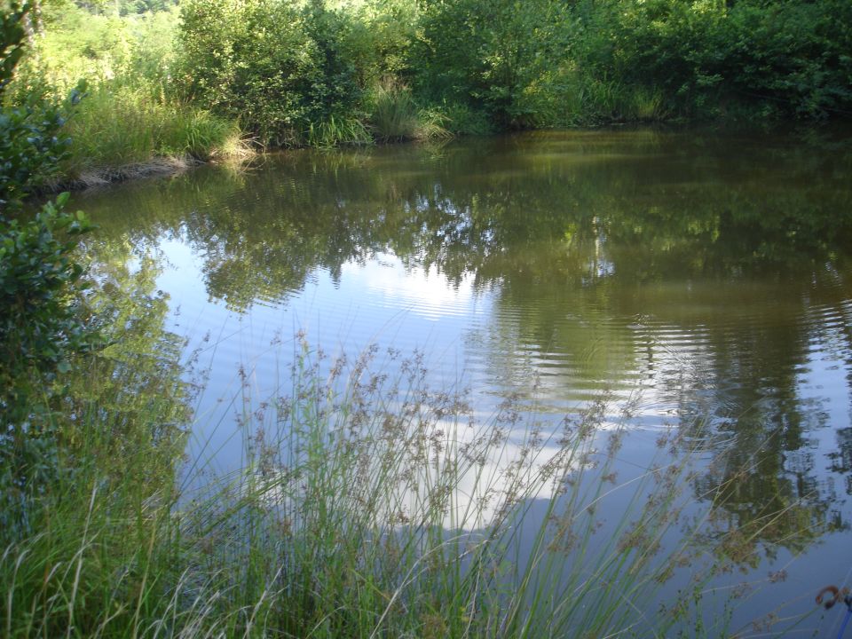 Small pond edged with reeds and brush, sky reflected on still water