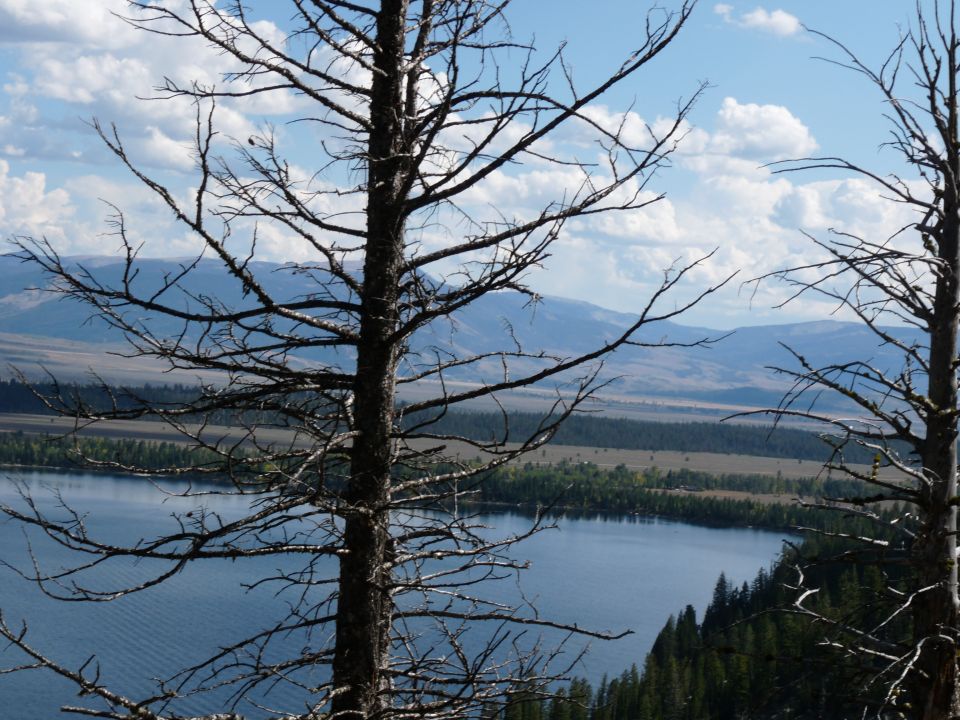 Dead tree branches obscure a view of a blue lake, distant hills, and a cloudy sky