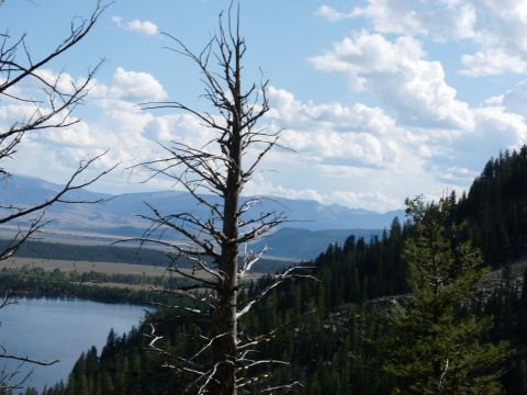 2006 Ford E350 - Mountain landscape with a lake and a prominent dead tree in the foreground.