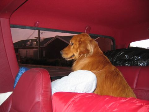 1995 Ford Bronco - A golden retriever dog looks out the window from the back seat of a vehicle.