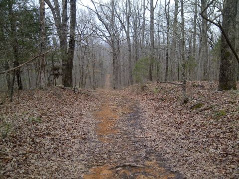 2001 BMW R1150GS ABS - A dirt road winds through a forest in autumn or early spring, with fallen leaves covering the ground.