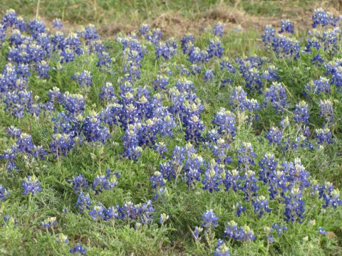 2006 BMW 5 Series - A field of bluebonnets under a cloudy sky, with a watermark at the bottom right.