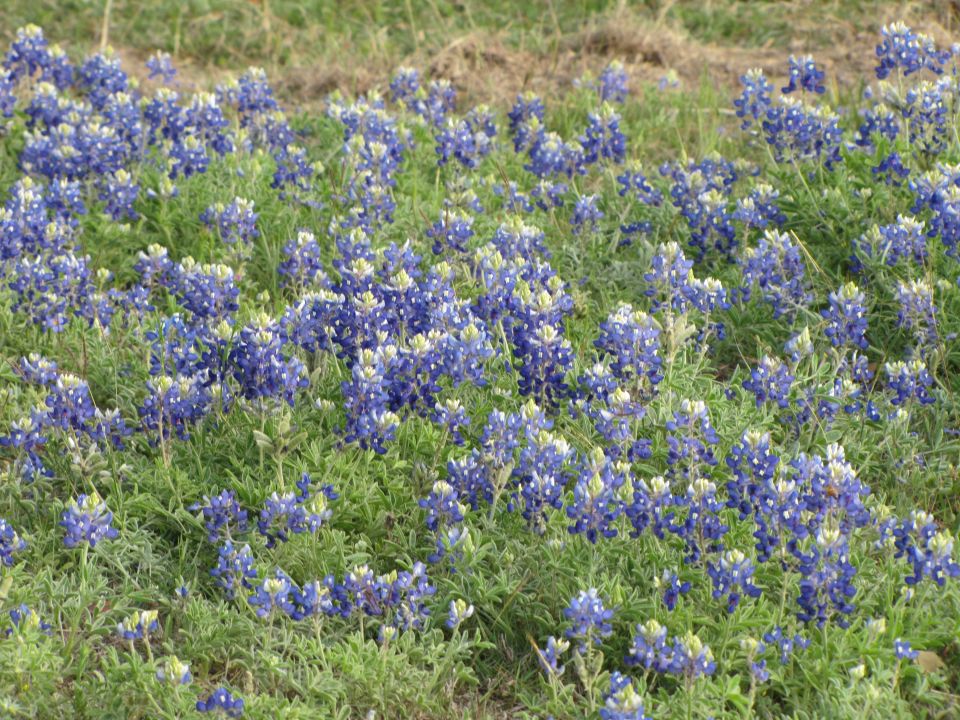 Field of bluebonnets with a "SUPERMOTORS" watermark