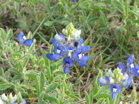 2006 BMW 5 Series - Bluebonnets, the Texas state flower, bloom in a field, with a Supermotors watermark visible in the lower right corner.