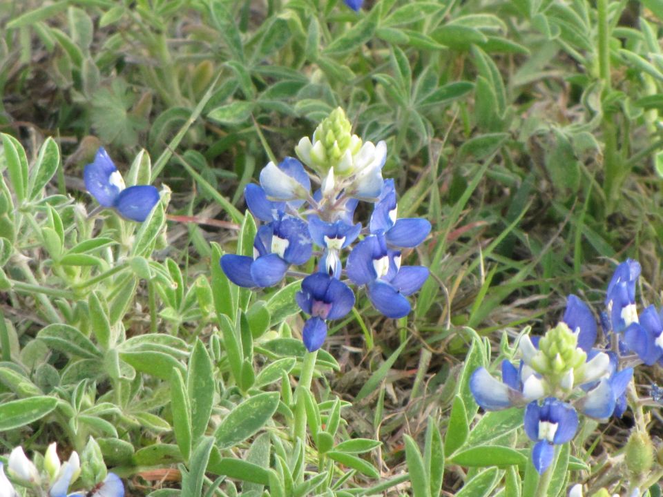 Bluebonnets in bloom with a Supermotors watermark