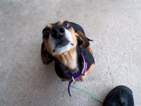 2000 Mercury Grand Marquis - A dog wearing a purple collar and leash looks up from a concrete surface, with the Supermotors logo in the corner.