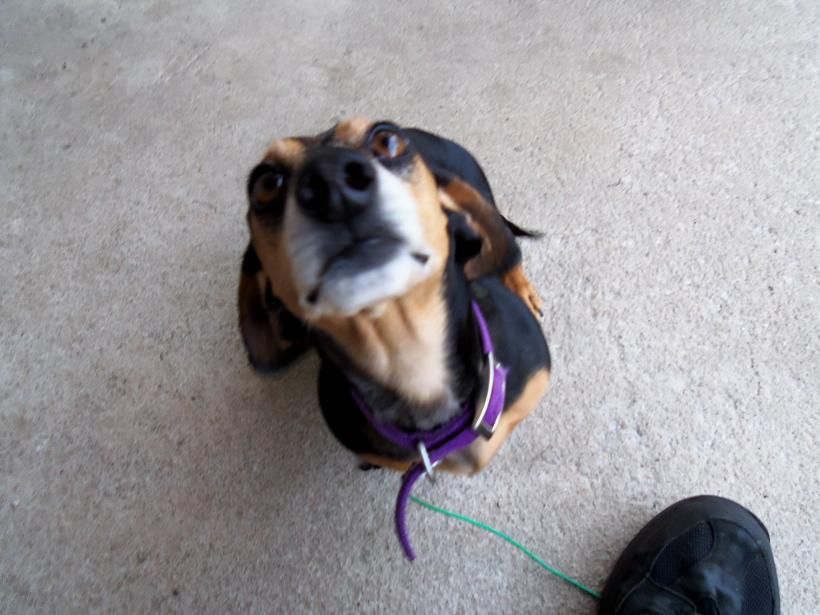 Black and tan dog in purple harness looking up on concrete