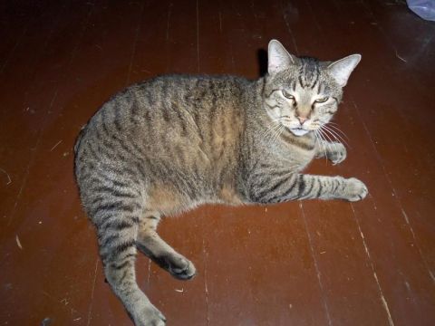 2000 Mercury Grand Marquis - A tabby cat rests on a polished wooden floor, with a watermark indicating Supermotors.net.