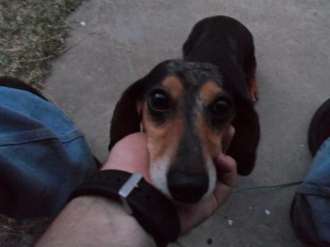 2000 Mercury Grand Marquis - A person's hand holds a dachshund dog in front of a concrete surface.