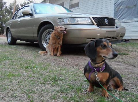 2000 Mercury Grand Marquis - A tan 2000 Mercury Grand Marquis is parked outside with two dogs posing in front of it.