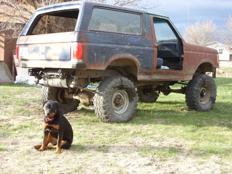 1988 Ford Bronco - A Rottweiler sits patiently in front of a custom off-road SUV that appears to be undergoing modifications.