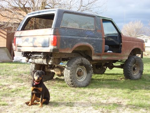 1988 Ford Bronco - A heavily modified Ford Bronco sits in a grassy yard with a Rottweiler in the foreground.