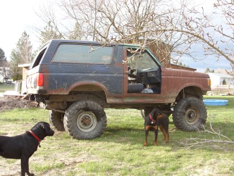 1988 Ford Bronco - Modified 1987 Ford Bronco sits in a yard with two dogs nearby.