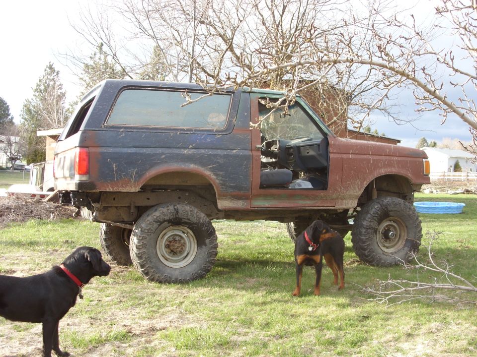 1987 Ford Bronco, rusty and modified, with two dogs in a grassy yard