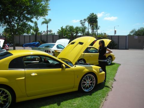 2004 Ford Crown Victoria - A yellow 2004 Ford Mustang Cobra is displayed with its hood open at a car show.