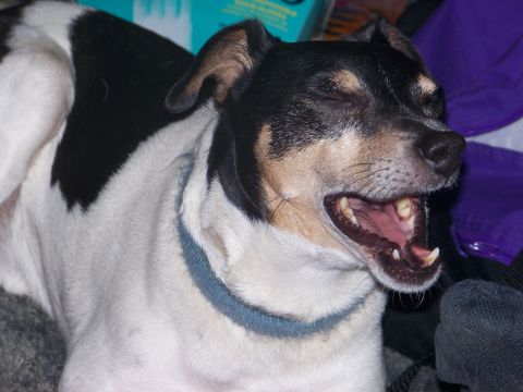 1989 Ford Bronco - A dog yawns with its mouth wide open, showing its teeth and tongue.